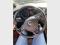 preview Volkswagen Touran #5
