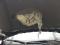 preview Ford Kuga #3