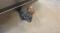 preview Skoda Enyaq #4